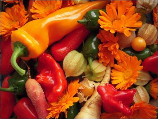 Leckere Chilli, Paprika, Physalis, Karotten und Ringelblumen Ende Oktober