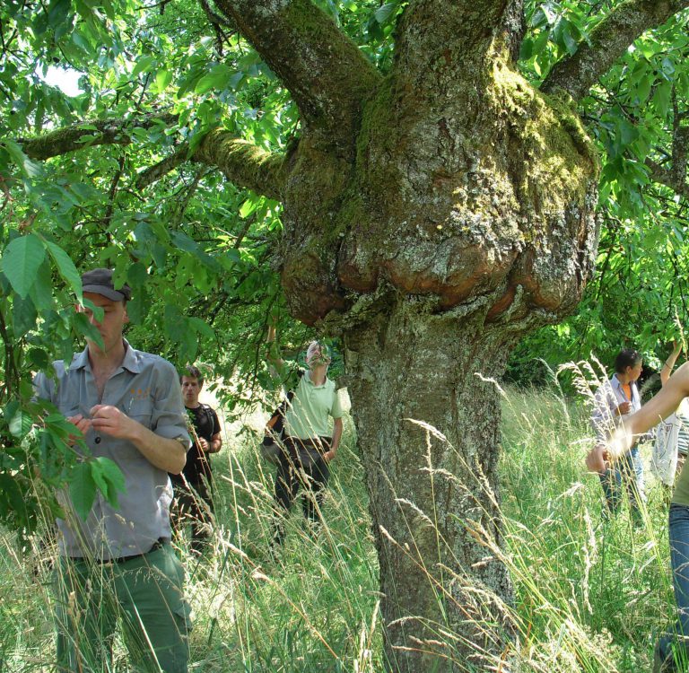 Obstbäume veredeln Grün.Land